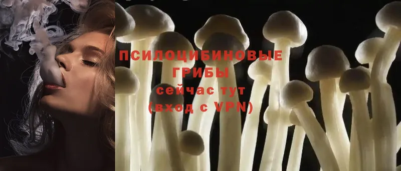 Галлюциногенные грибы Psilocybine cubensis  Порхов 